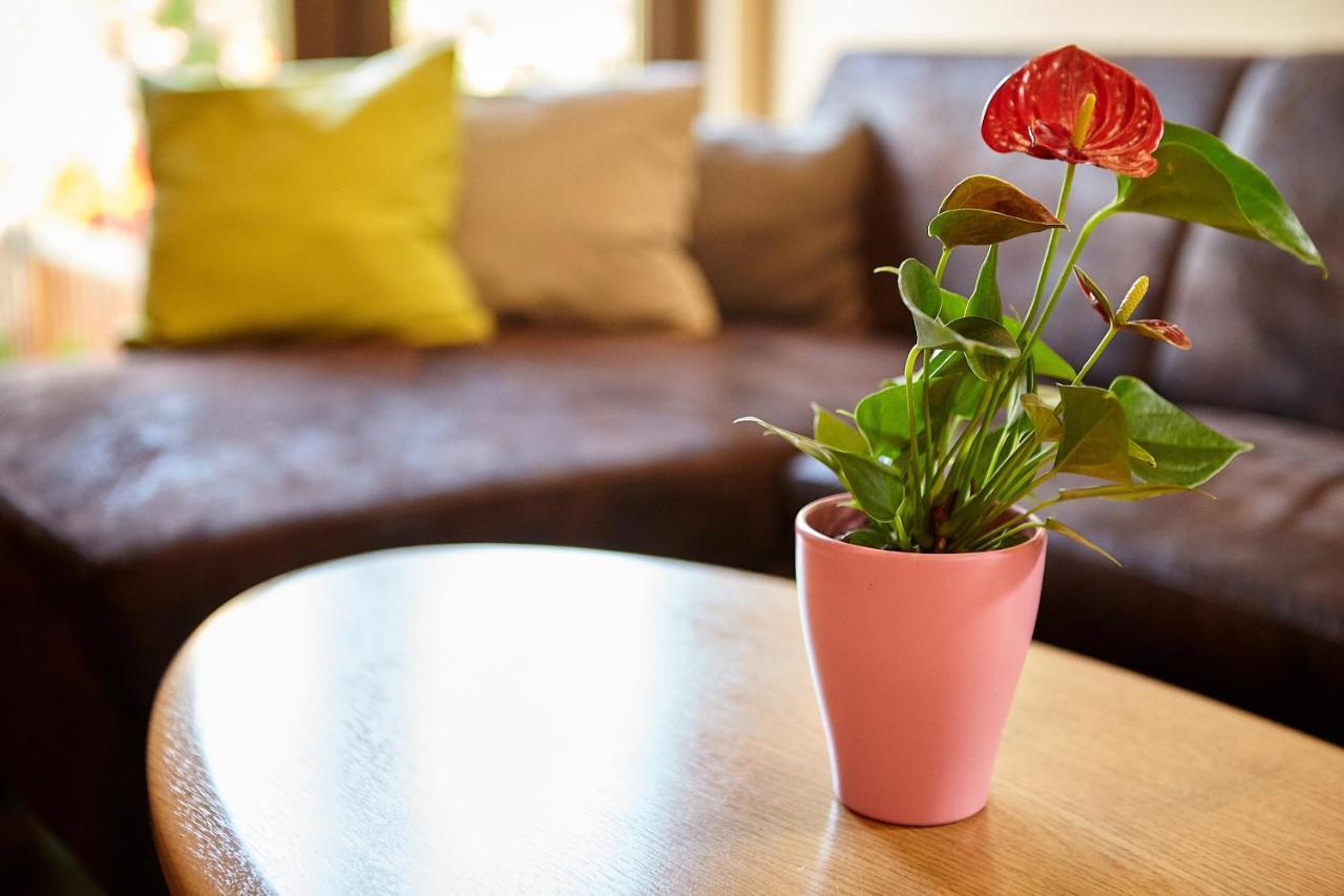 Apartament Rozelor 브라쇼브 외부 사진